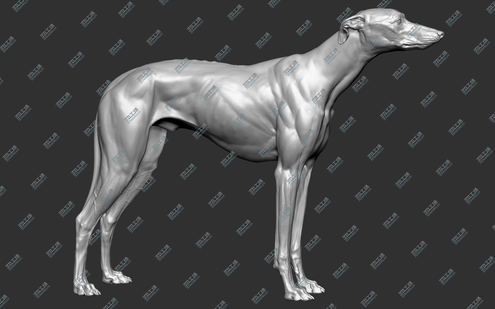 images/goods_img/20210313/3D Greyhound Dog VFX Zbrush Sculpt model/2.jpg